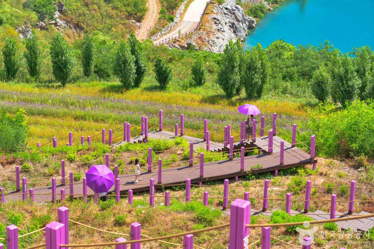 “매일이 퍼플데이”… 동해 무릉별유천지 보랏빛 라벤더 절정 축제