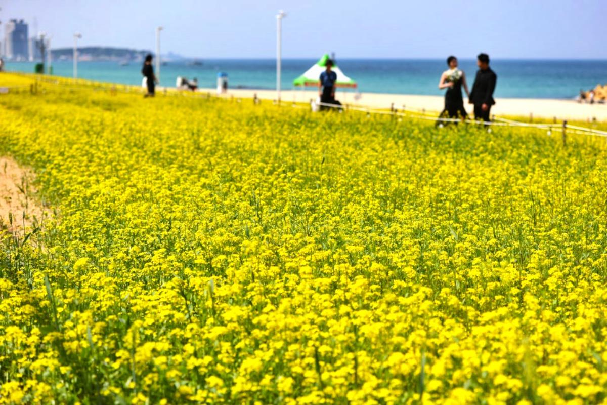 “동해와 어우러진 꽃의 향연” 강릉 사근진 해변 유채꽃밭 화제