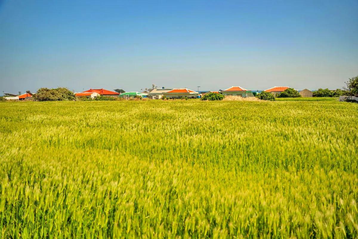 “아직 청보리 절정”… 제주 가파도 5월 초 초록물결 힐링 여행지
