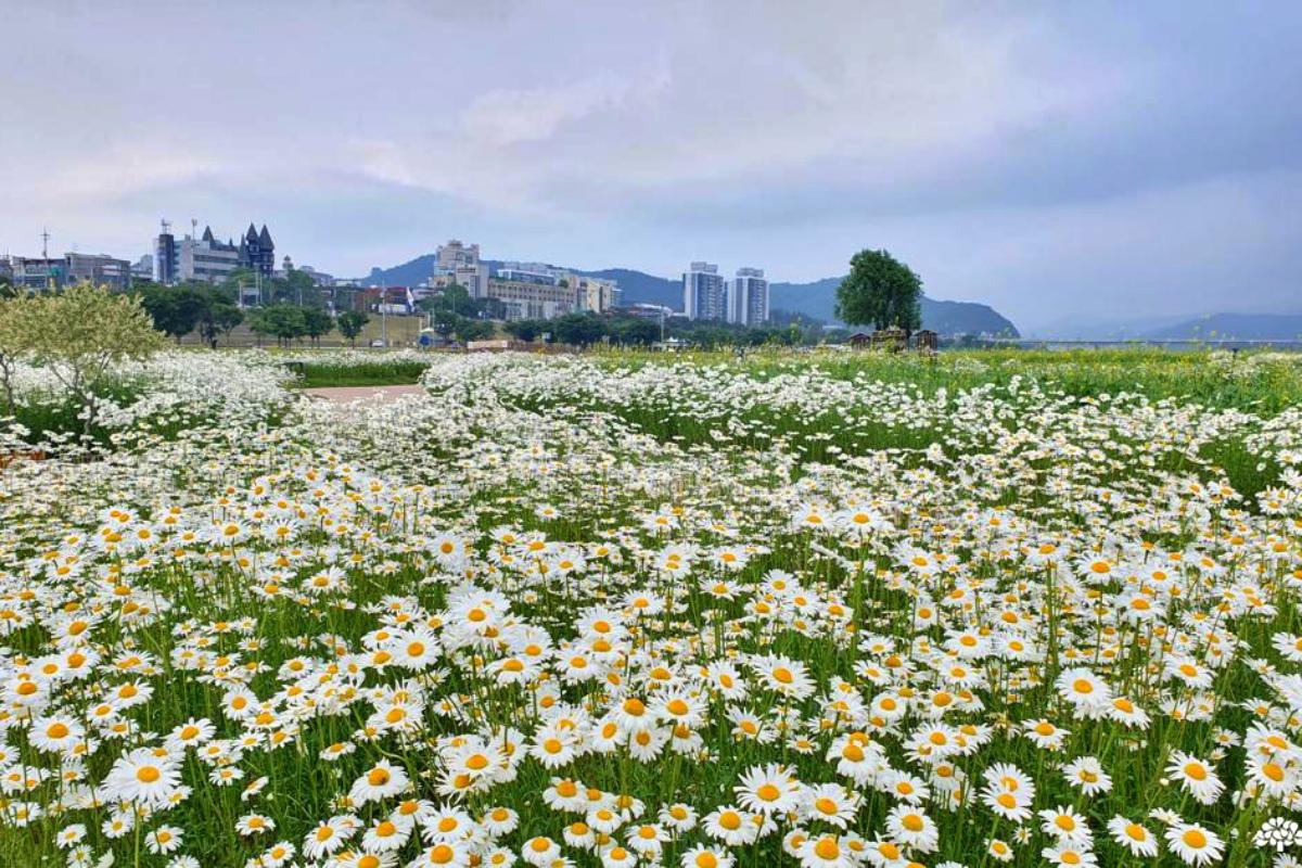“금강 옆 샤스타데이지 활짝”… 공주 도심 속 봄꽃 산책 코스
