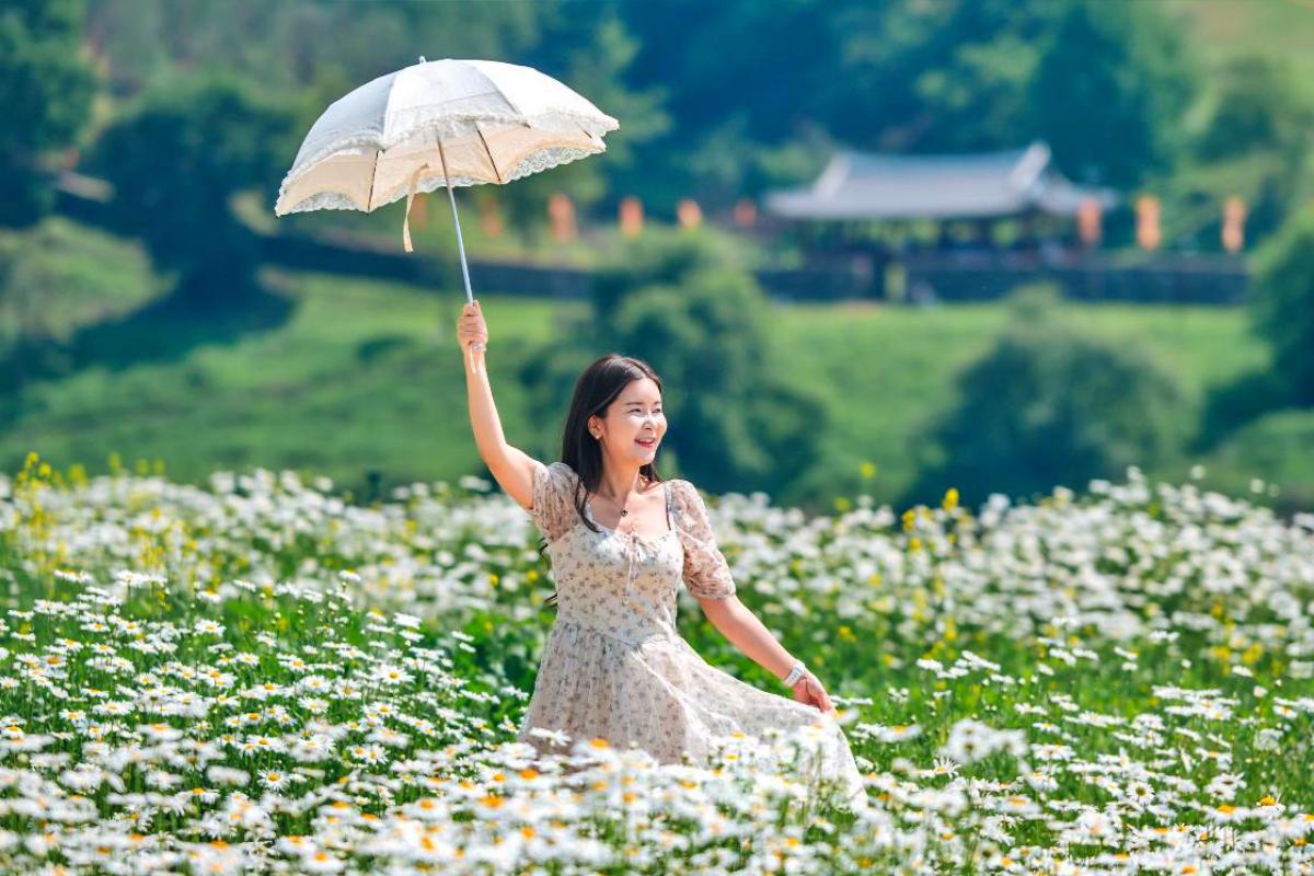 “샤스타데이지 만개”… 충남 공주 미르섬 꽃 힐링 명소