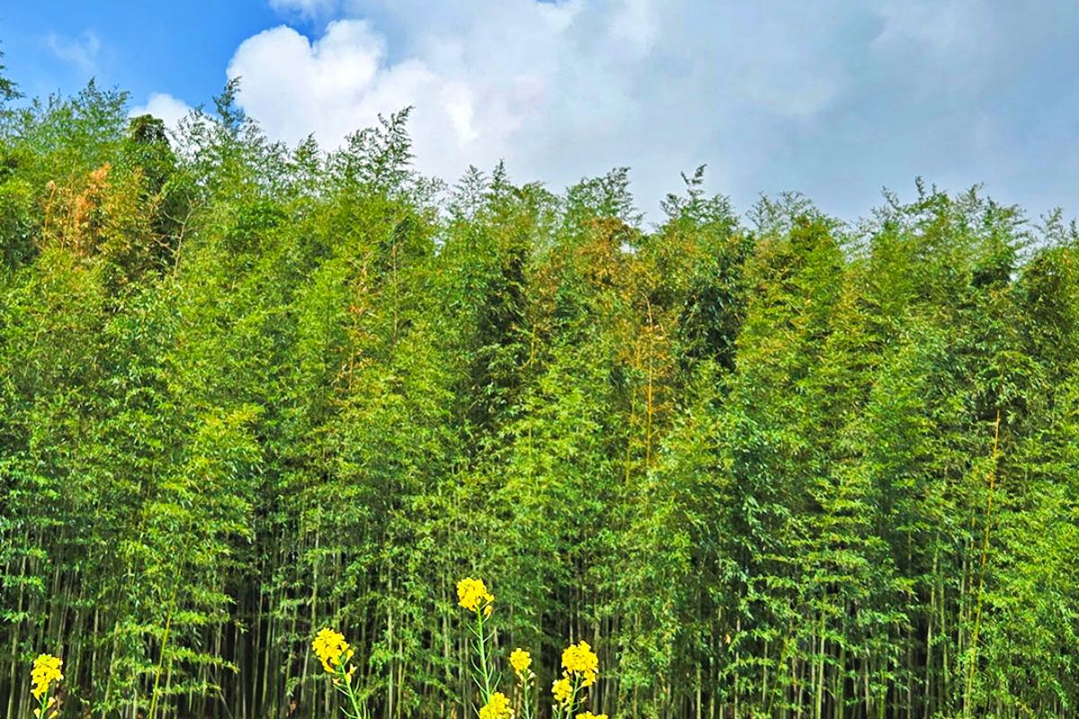 초록과 노랑의 조화 만끽… 섬진강 대나무숲길, 봄맞이 필수 여행 코스