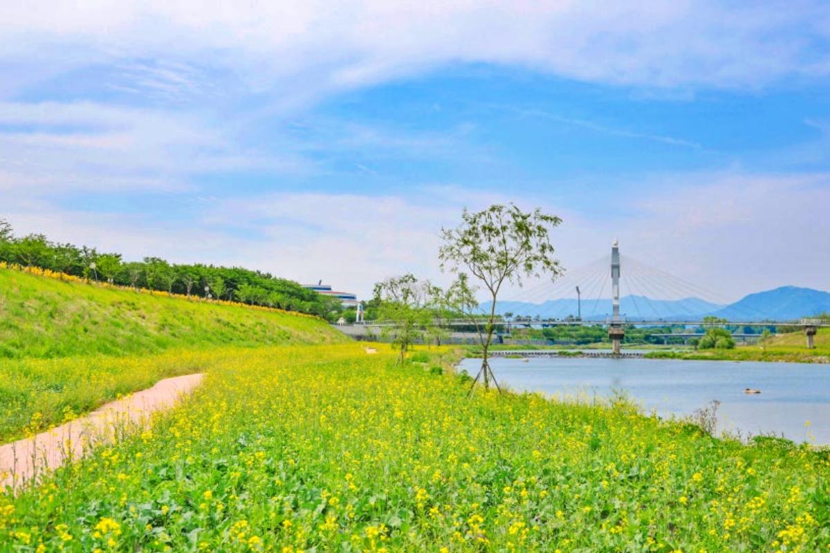 “감성 가득 폭싹 ST”… 구례 유채꽃길 인생샷 촬영지 추천