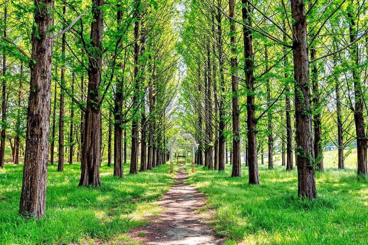 “숨겨진 인생샷 명소”… 대전 대덕구 회덕 메타세쿼이아숲 산책로