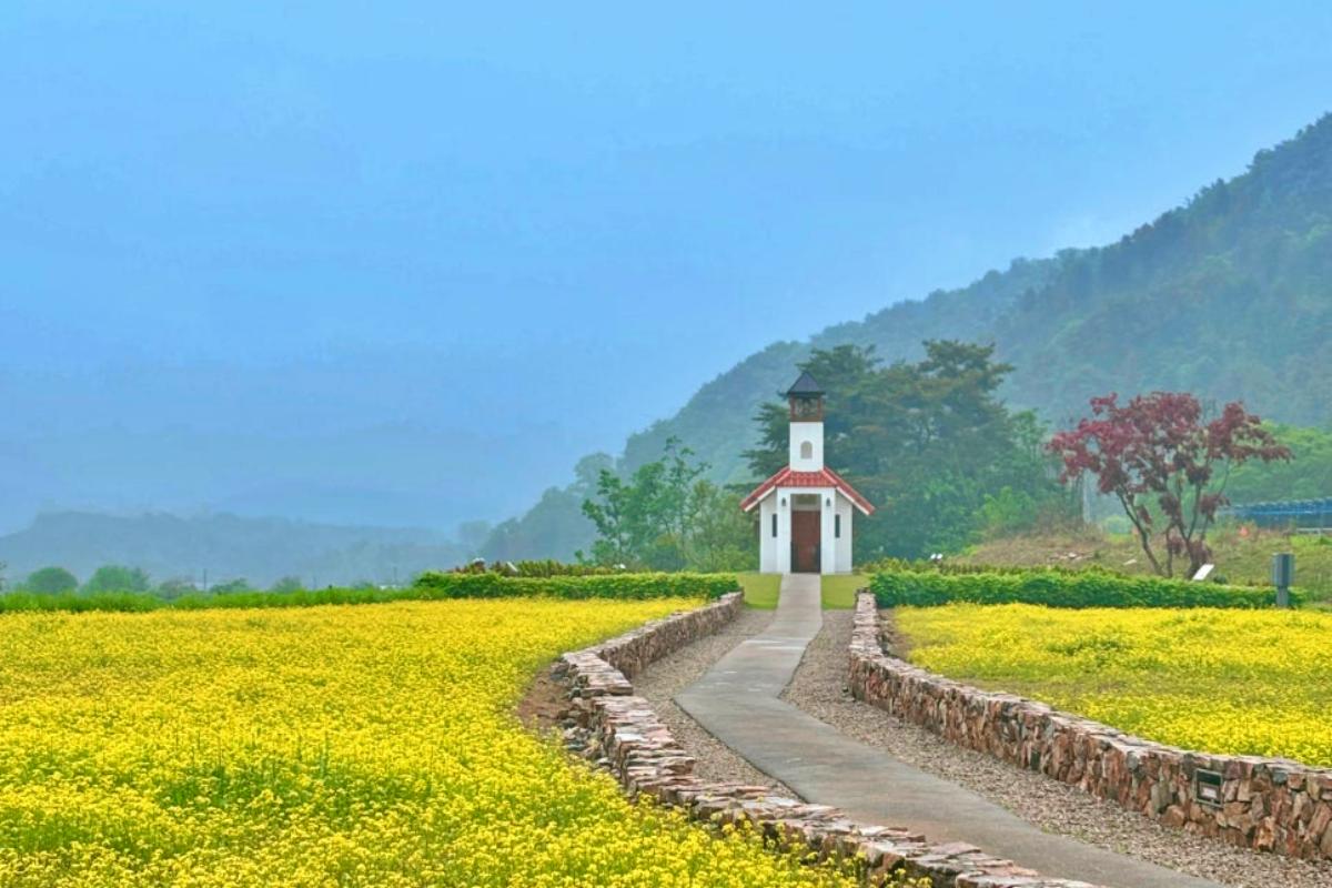 “노란 물결이 가득”… 강원 홍천 유채꽃밭 명소 추천