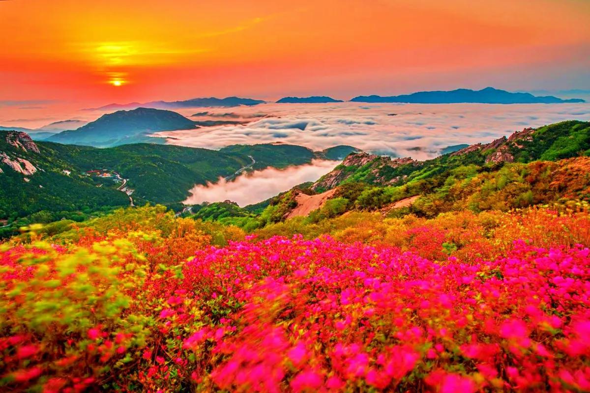 “차박도 OK”… 2025 황매산 철쭉축제 주차·개화 꿀팁 총정리