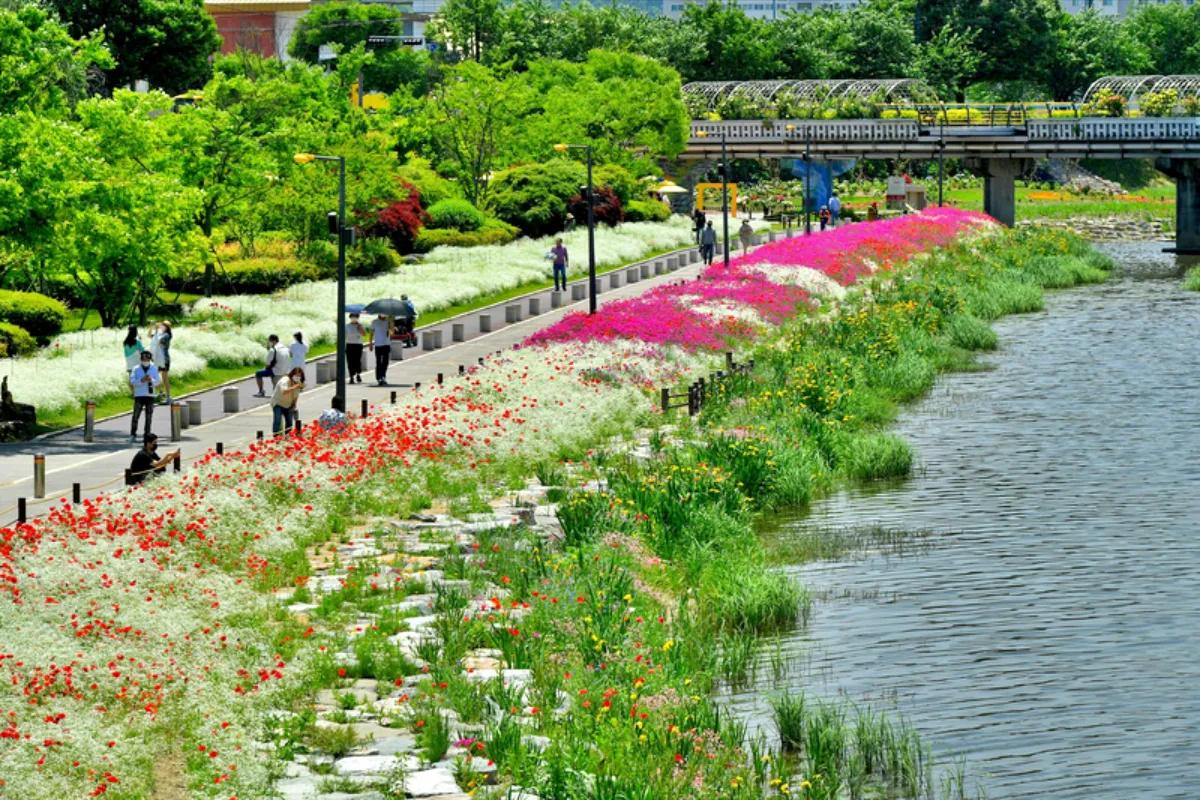 “4만7천 명이 몰렸다”… 장성 황룡강 봄꽃 절정 산책 명소
