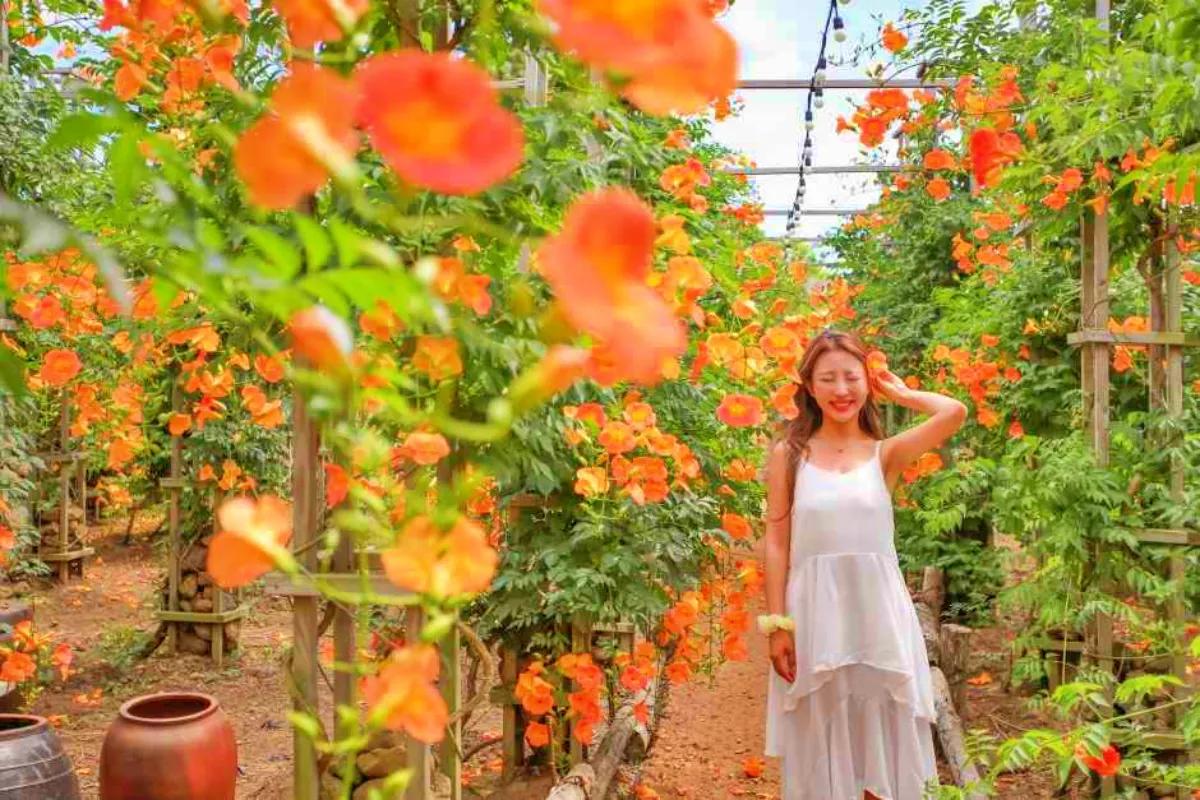 “1km 능소화 터널”… 비체올린 여름꽃축제 본격 시작