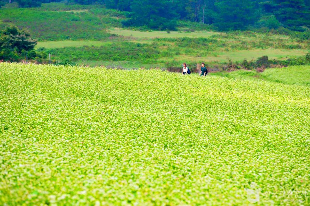 제주 힐링 명소, 오라동 하얀 메밀꽃