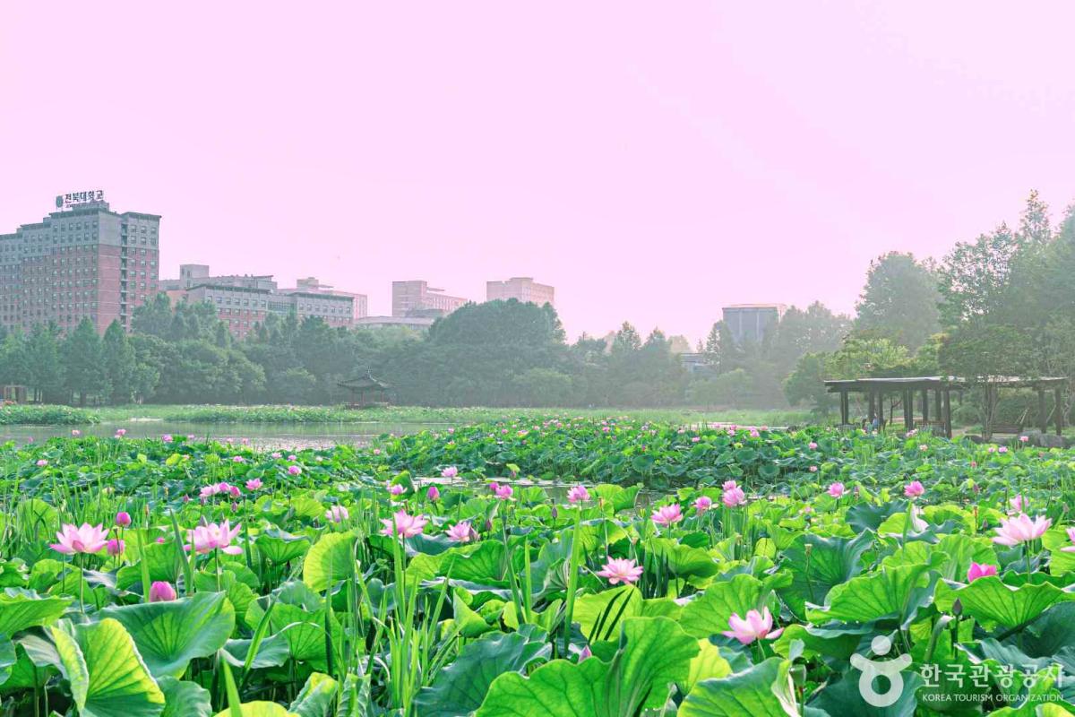 “전주 한옥마을만 있는 게 아니에요”… 여름 한정 연꽃 명소 덕진공원