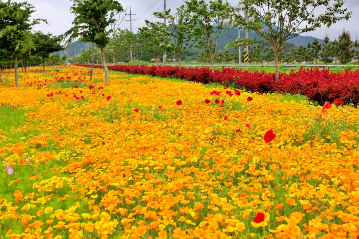 “지금만 볼 수 있어요”… 진도 숨은 꽃길 금영화·양귀비 힐링 산책지