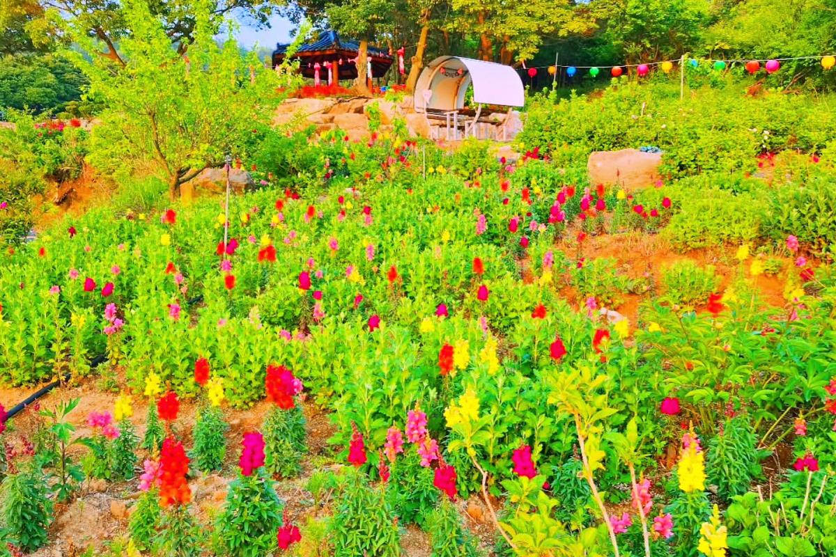 “작약꽃 필 무렵 당신도 모르게 찾아온 봄”… 진도 숨은 꽃 명소