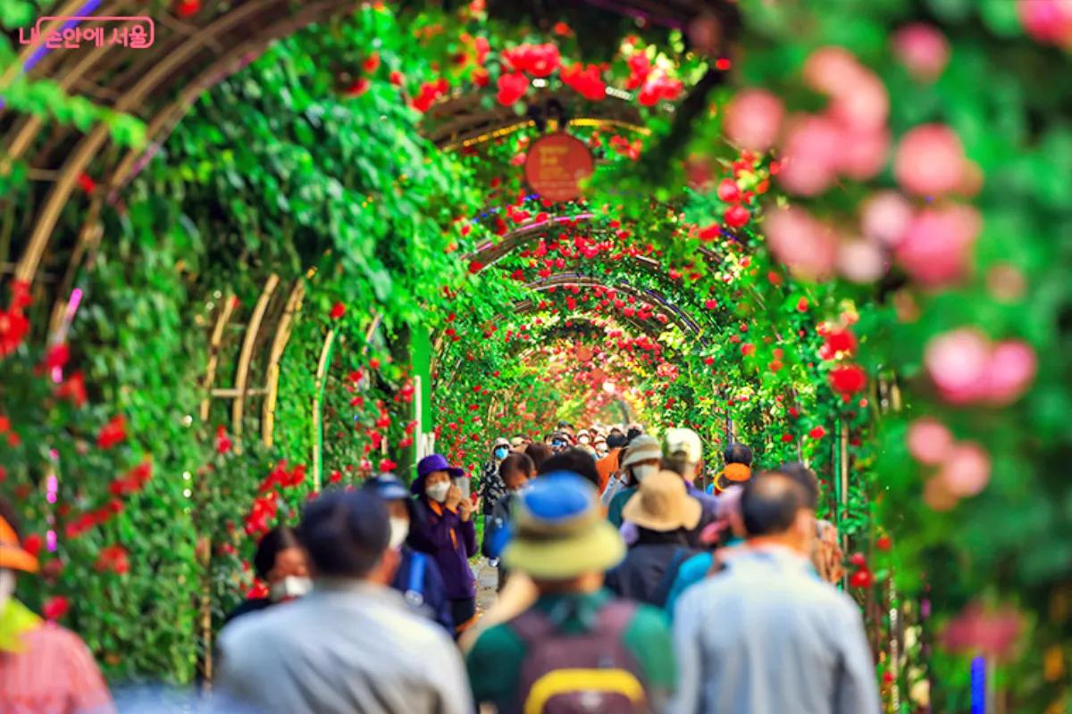 “서울 도심이 핑크빛으로 물든다”… 중랑 서울장미축제 9일간 대개막