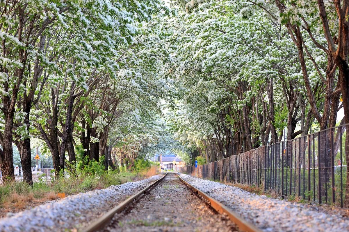 “하얀 쌀밥처럼 피었다”… 5월 이팝나무 만개 산책 명소