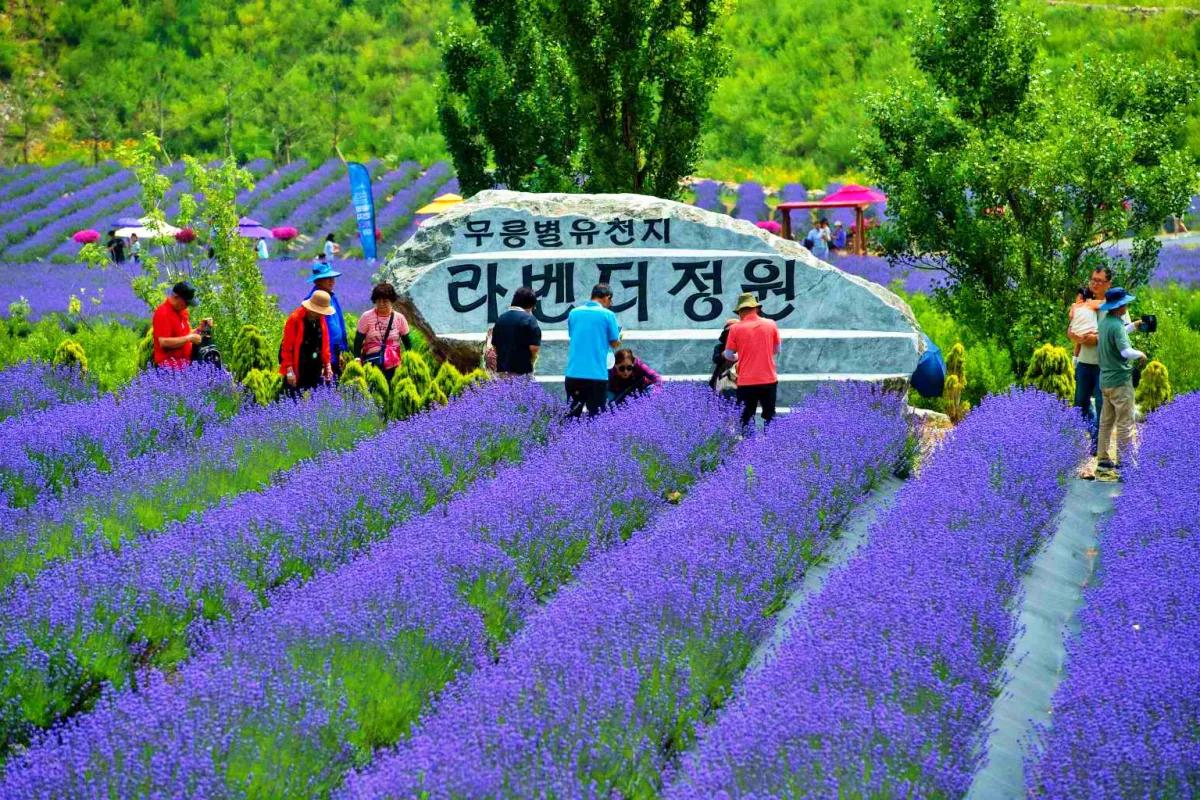 “보랏빛 감성 끝판왕”… 야간까지 즐기는 강원 라벤더 명소