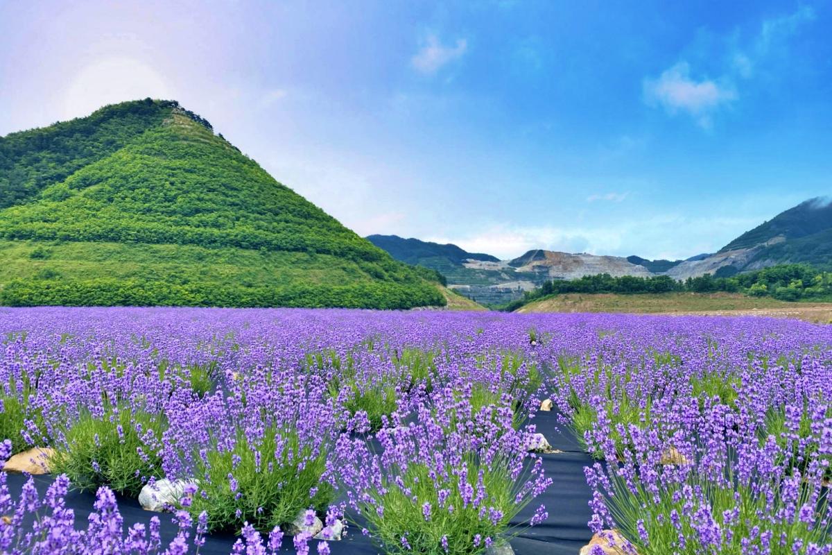 동해 가볼만한곳, 무릉별유천지 라벤더축제 총정리