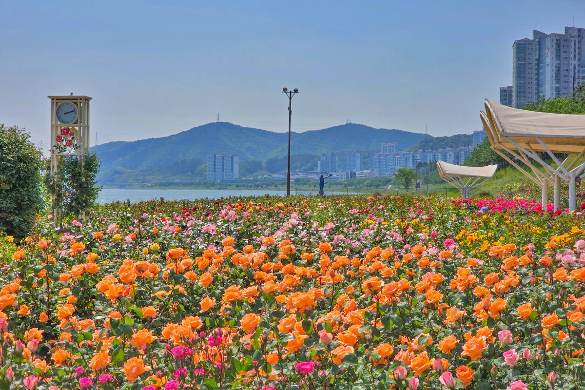 포항 가볼만한곳 추천, 형산강 장미원 따라 무료 꽃길 걷자