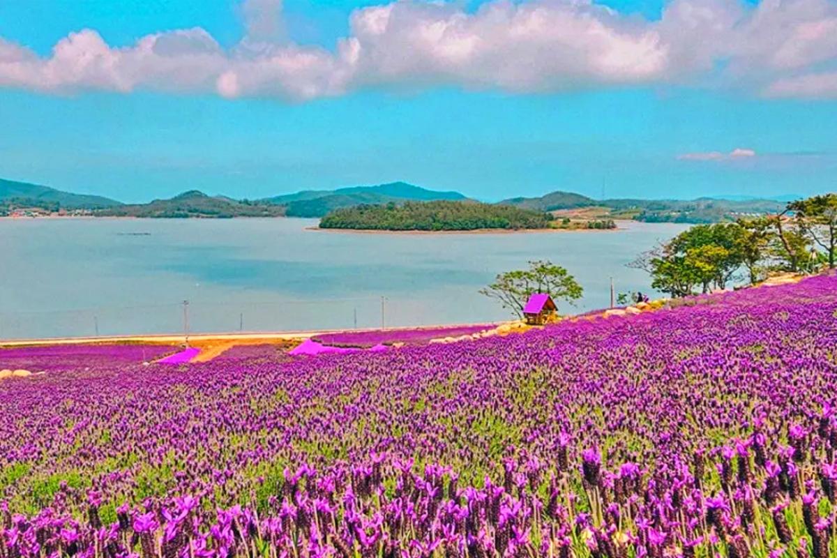 전남 가볼만한곳, 퍼플섬 라벤더축제 총정리