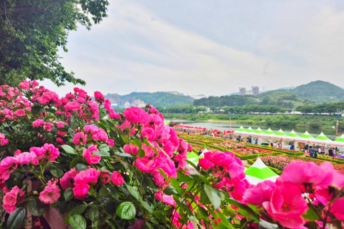 “야경까지 핀다”… 삼척 장미공원 10일간 로맨틱 꽃 축제