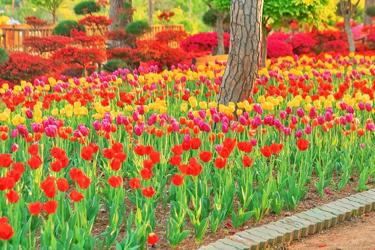 “카페 한 잔이면 입장 가능”… 서산 봄꽃 정원 산책 명소