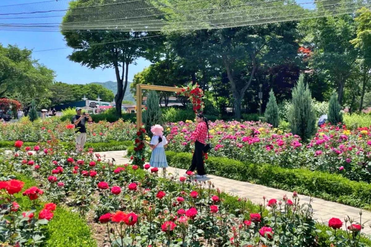 “이번 주 절정”… 과천 서울대공원 가족 봄나들이 추천지