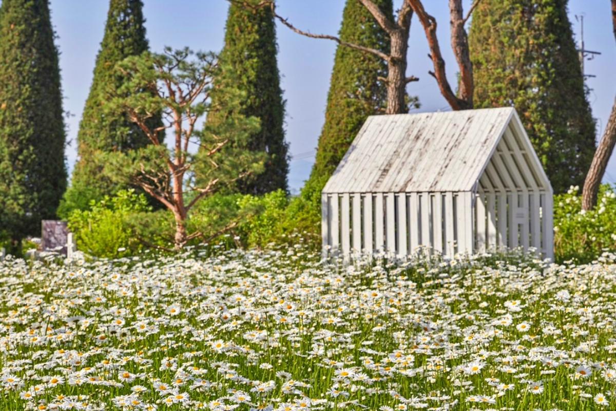 “지금 가야 예쁘다”… 전국 샤스타데이지 드라이브 카페 TOP3