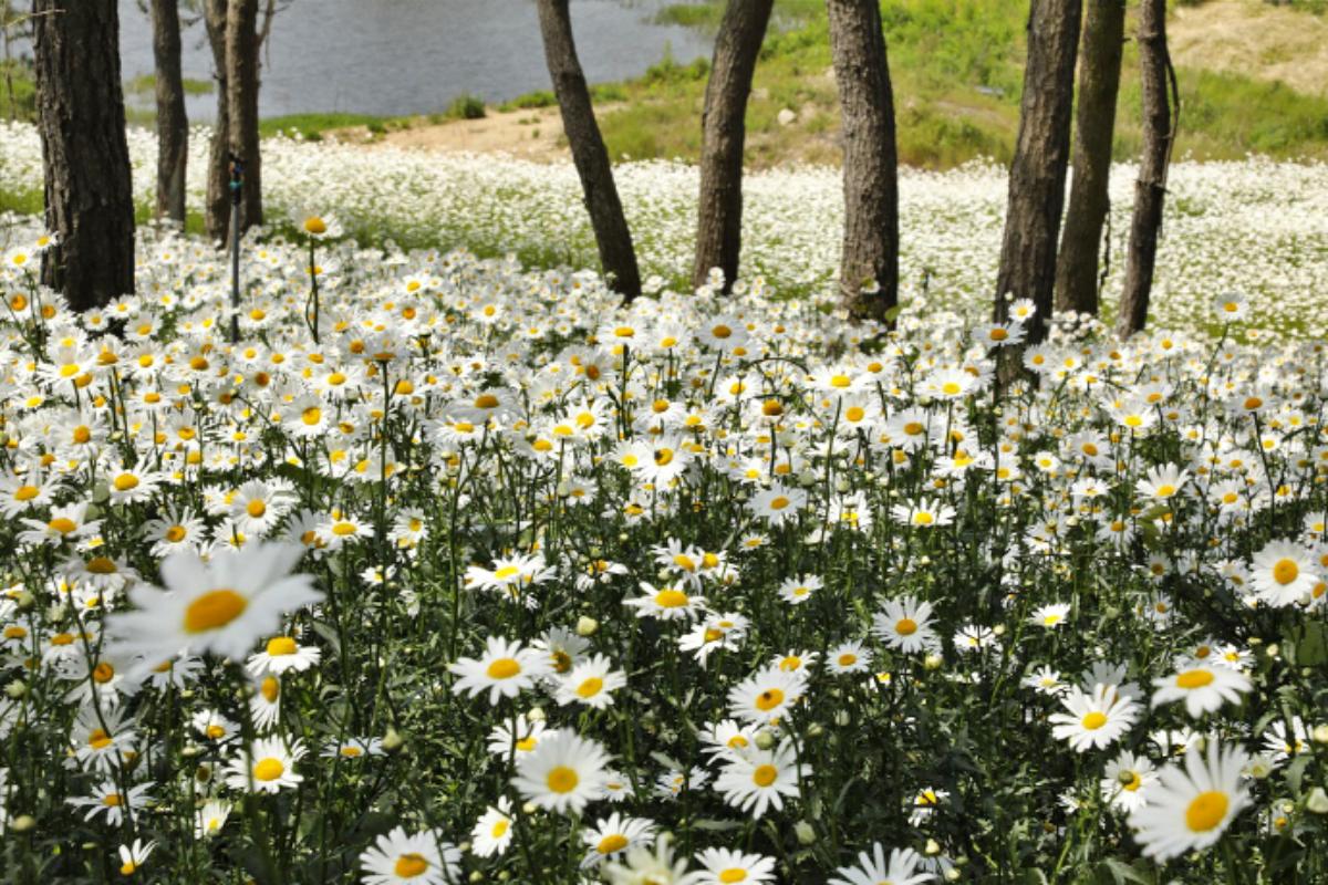 신안군 샤스타데이지 축제 총정리