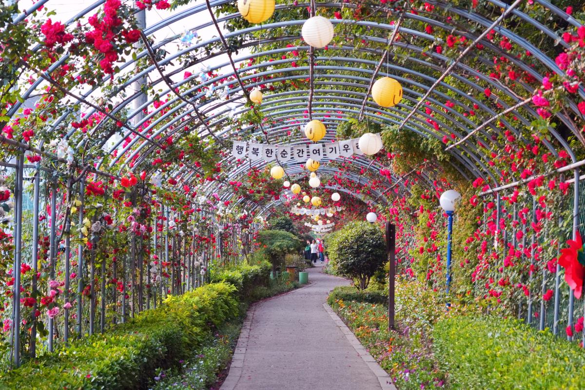 “6월 초까진 만개”… 전남 순천 숨은 장미 명소 풍덕동 산책길