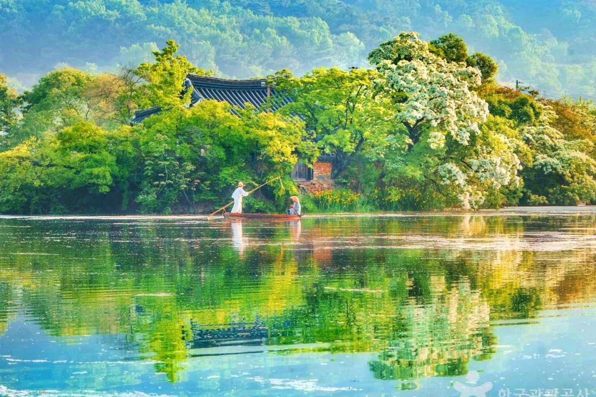 “비밀 정원 같아요”… 경남 밀양 이팝나무 절경, 위양지 산책 추천