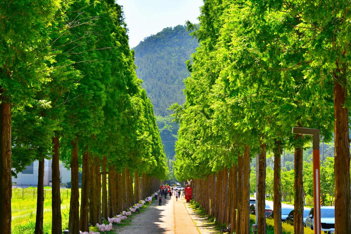 “신발 벗고 힐링하세요”… 예산 덕산, 숲과 흙이 만난 산책 코스
