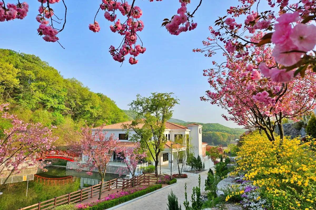 “튤립 만개 절정”…용인 자작나무숲 봄꽃 데이트 명소