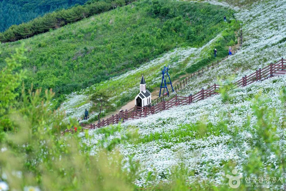 “초원 가득 꽃바다”… 평창 육백마지기 6월 샤스타데이지 명소