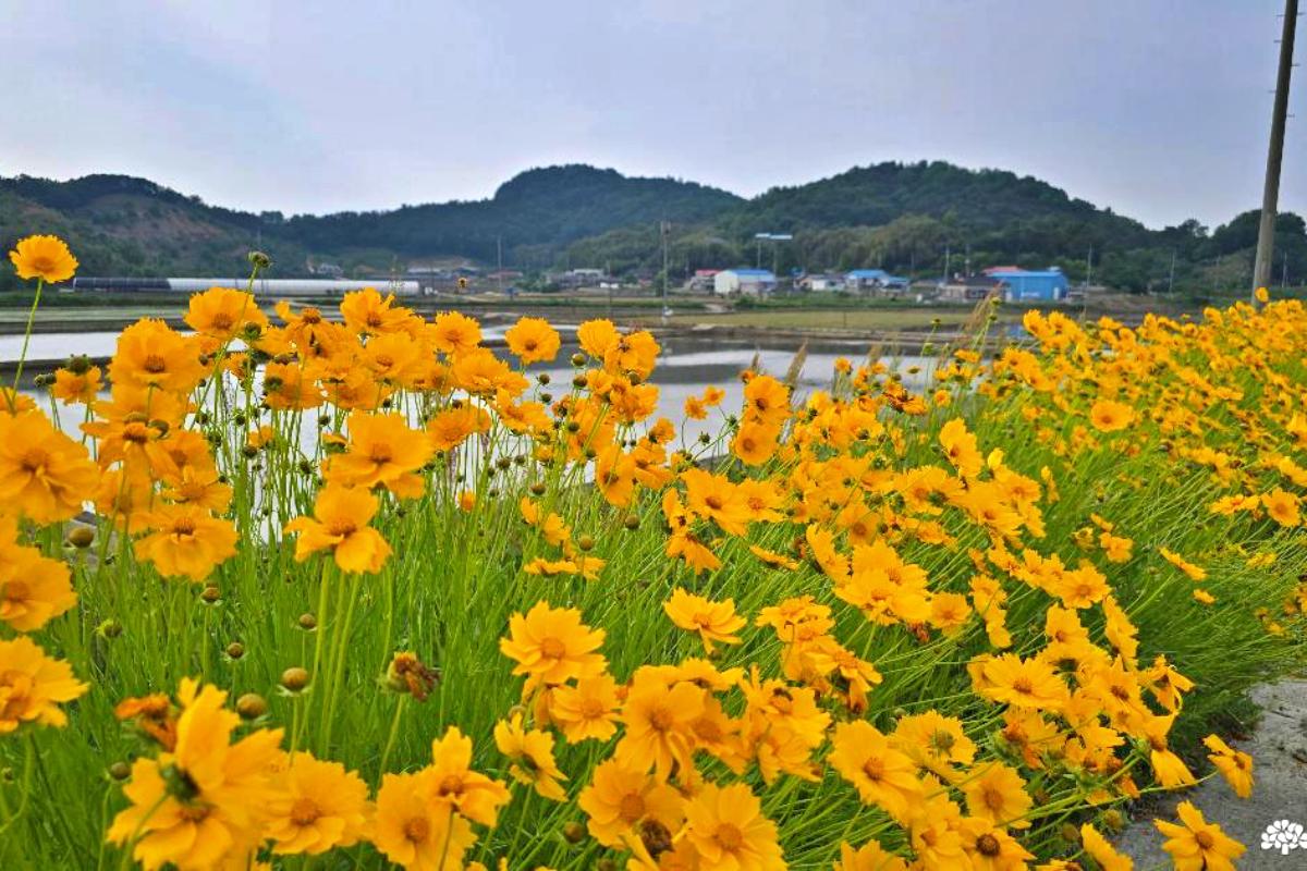 “꽃길만 달린다”… 부여 금강변 노란 물결 트래킹 명소