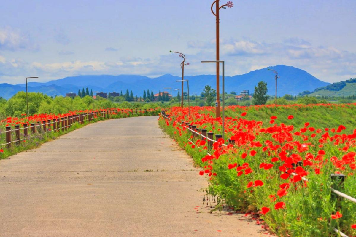 “붉은 꽃양귀비 바다”… 낙동강 초동 연가길 봄꽃 데이트 명소