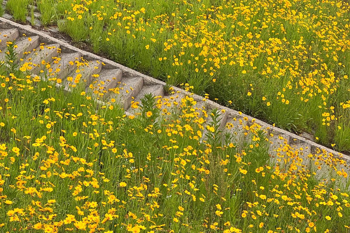 “꽃길 산책, 지금이 기회”… 평택 큰금계국 군락지 추천 3곳