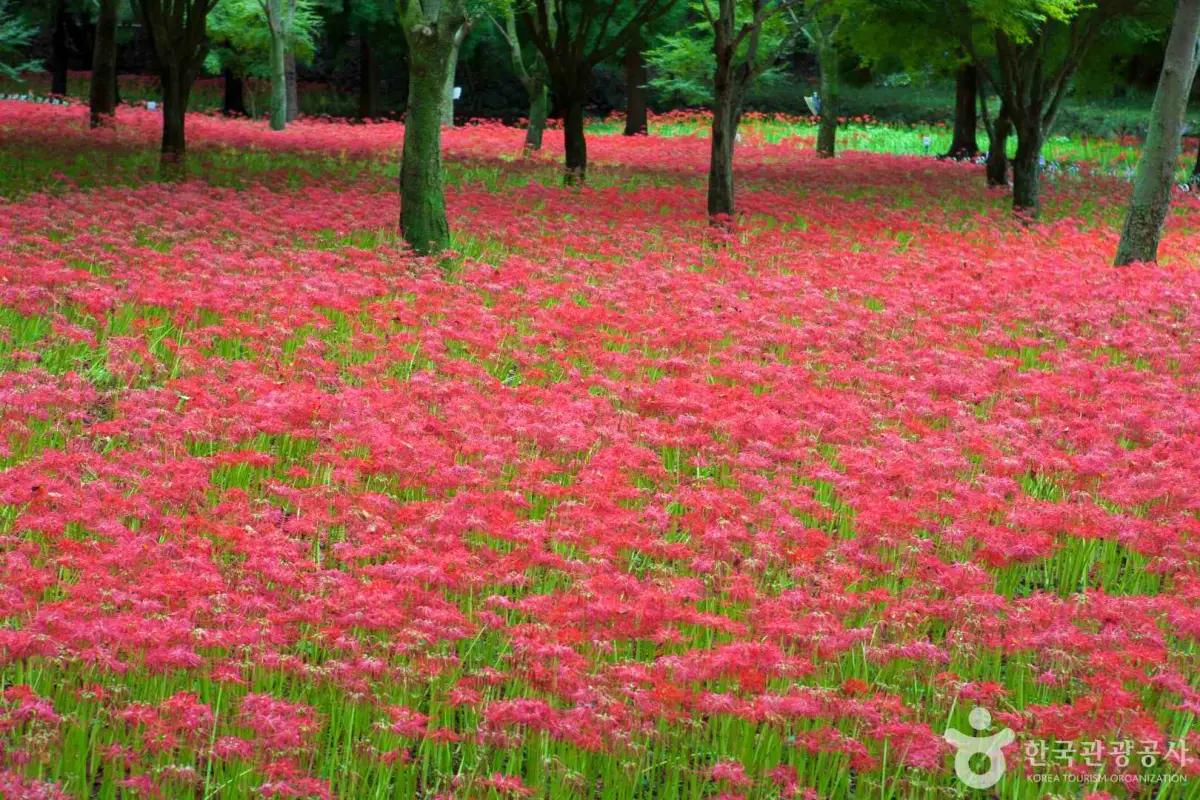 초가을 걷기 좋은 트레킹 명소 BEST 4…숲내음 가득한 힐링 코스 추천