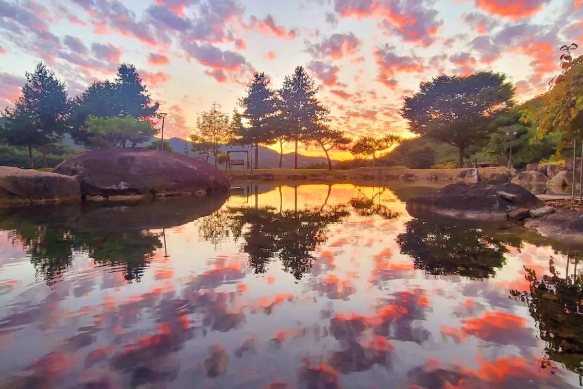 문경 가볼만한 곳, 문희농원에서 펼쳐지는 첫 개미취 축제