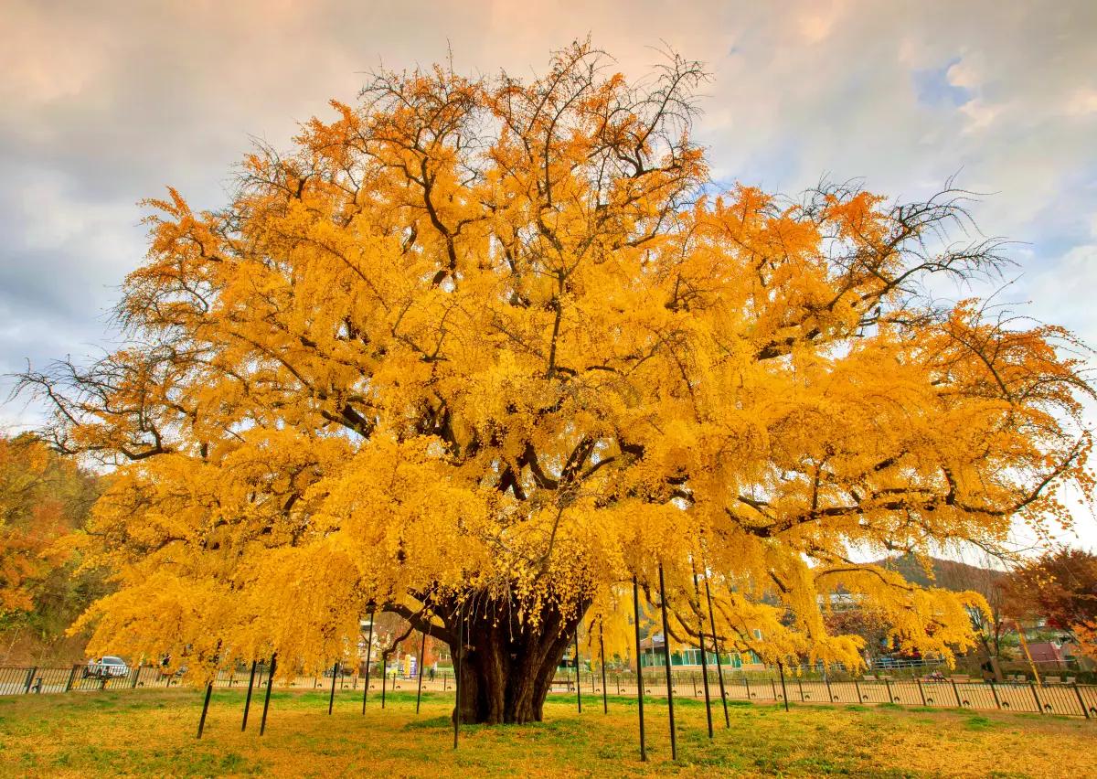 “800년 은행나무 물들었다”, 인천 장수동 은행나무 단풍 산책 코스