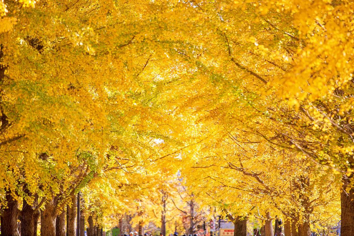 “입장료 무료인데 이렇게 예뻐?” 경기도 여주 강천섬 황금빛 가을