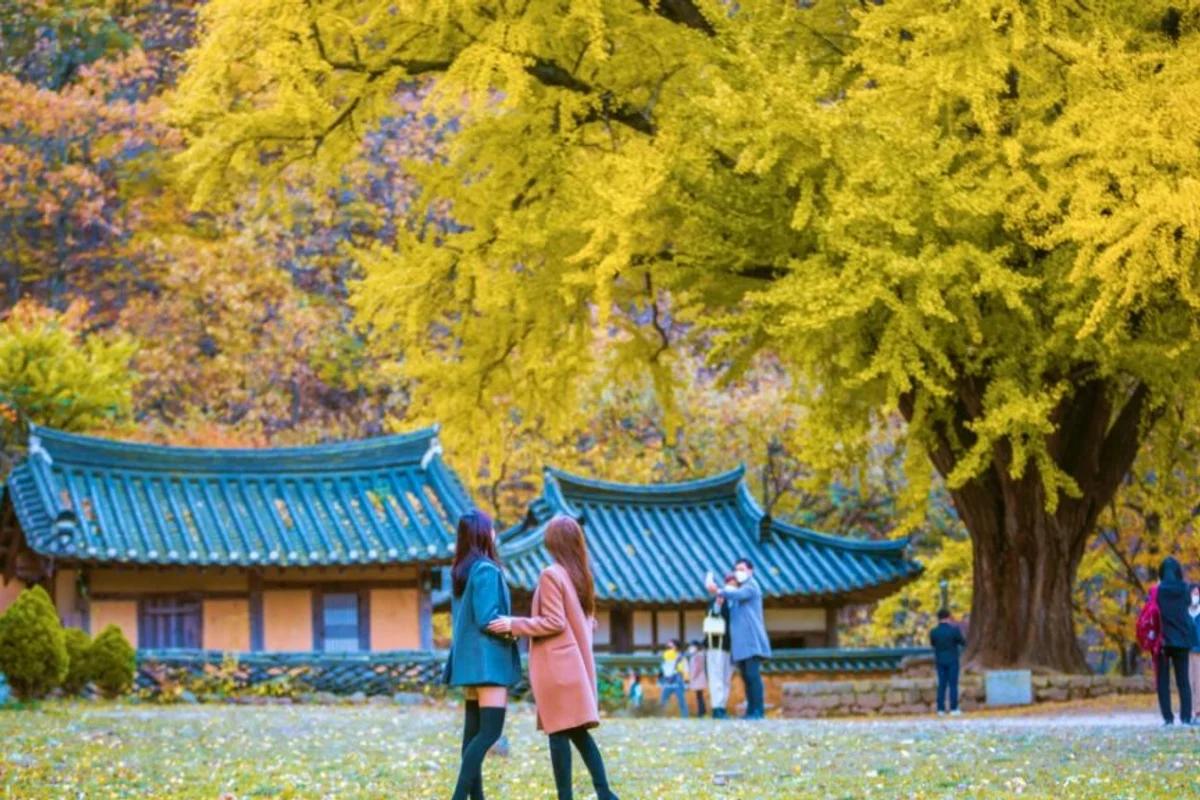 전남 은행나무 명소, 2026 겨울 산책길 추천 5곳